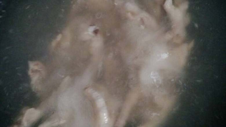 酱汁鸡爪。,锅中倒，一些清水，把鸡爪煮到8分熟