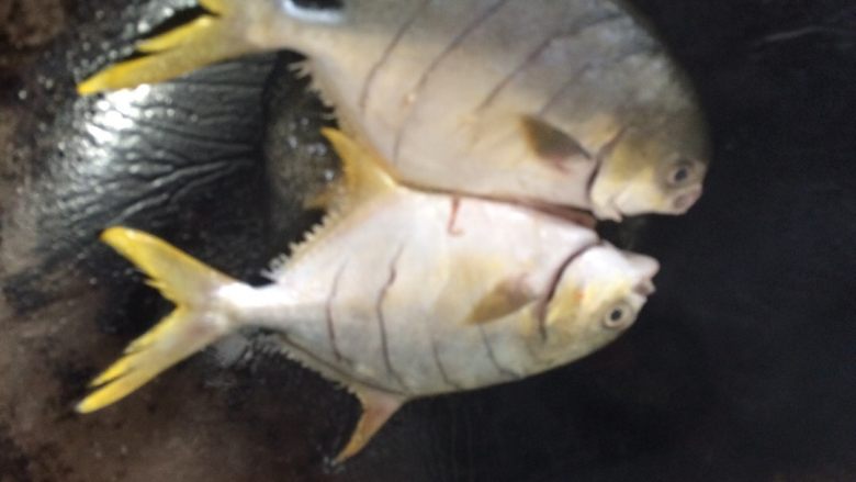 红烧䲝鱼,再把鱼小心的放下，小心不要给汤到哦！中火煎
