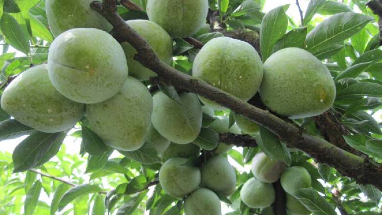 桃形李汁(家乡美食),像桃像李(桃形李)