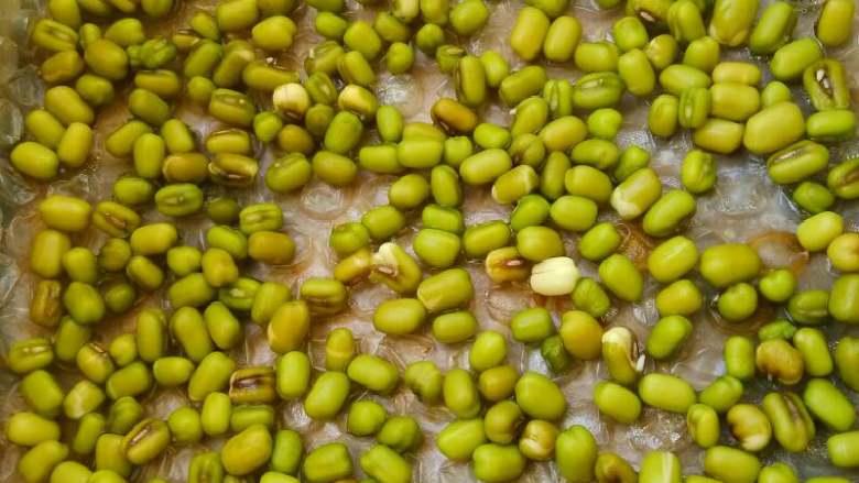 自发豆芽,再把绿豆均匀撒在盒子里，最好撒密集点，绿豆长得才会直。