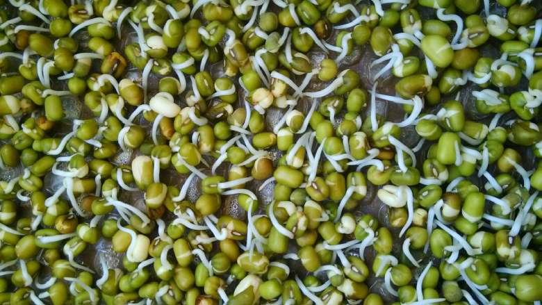 自发豆芽,傍晚记得撒点水，不用太多，均匀就好。