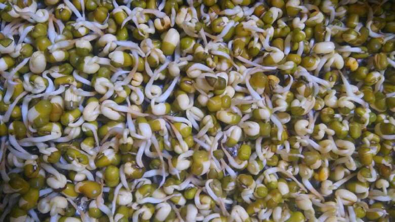 自发豆芽,第二天早上照样撒点水，记得撒完水要把盖子盖好，不然豆芽会变绿的