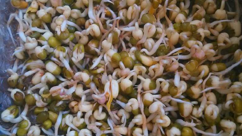 自发豆芽,傍晚再撒点水，豆芽要一直处在常温下