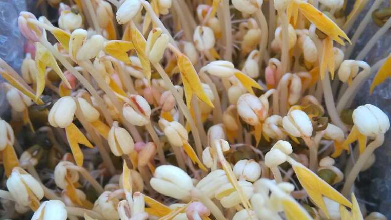 自发豆芽,一个晚上豆芽就变好长了，长了芽出来就很快可以吃了，看到有两张黄叶子就可以摘了