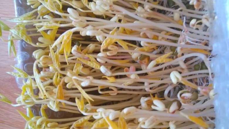 自发豆芽,刚顶到盖子最合适了