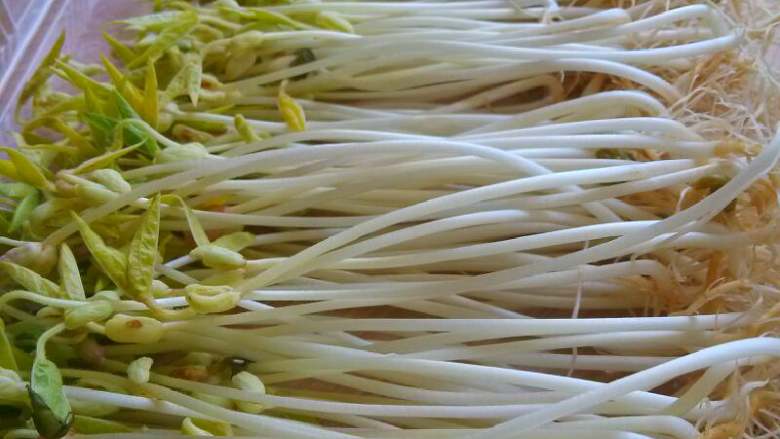 自发豆芽,收获的心情那个鸡冻呀！