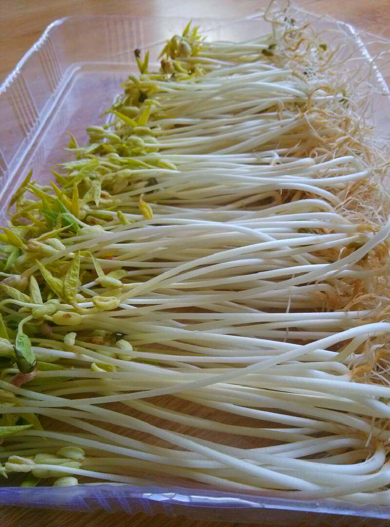 自发豆芽