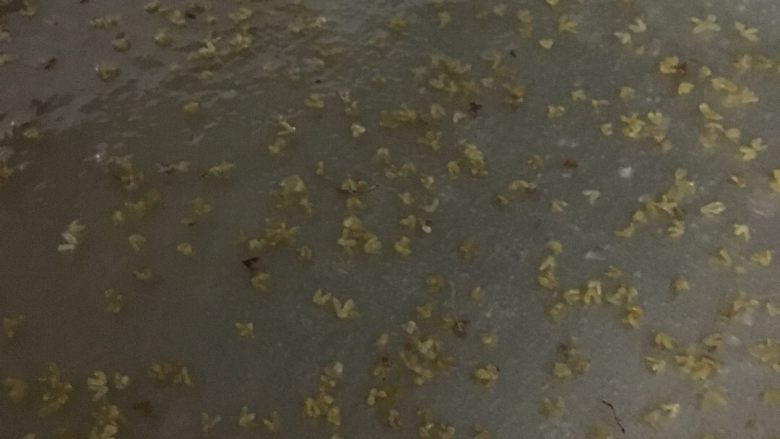 桂花马蹄糕,第一层完成.每一层都会透明就可以!还有点白就继续蒸...时间不能太长...起泡就老了