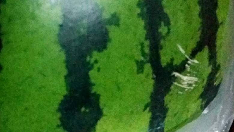西瓜翠衣茶(一瓜多吃)+#夏天的味道#
,青皮西瓜一个