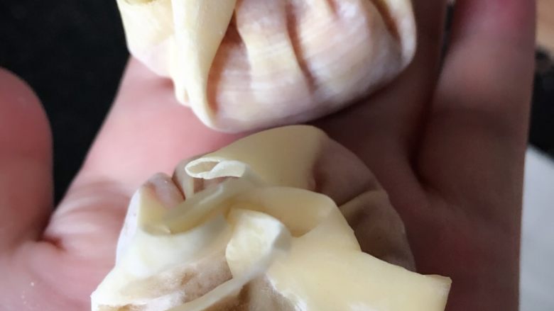 港式鲜虾馄饨,用两边手指将馄饨皮往里折拢,捻紧即可成型。因为馄饨皮很薄,而且虾仁跟肉已经有粘性,