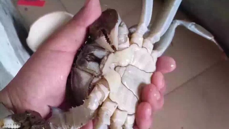 阳澄湖大闸蟹,洗下大闸蟹