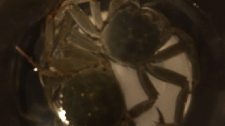 清蒸螃蟹,水中加入商量小苏打泡一会，然后用刷子刷洗干净，我是泡了两遍，刷了两遍，洗的时候要注意不要被夹到