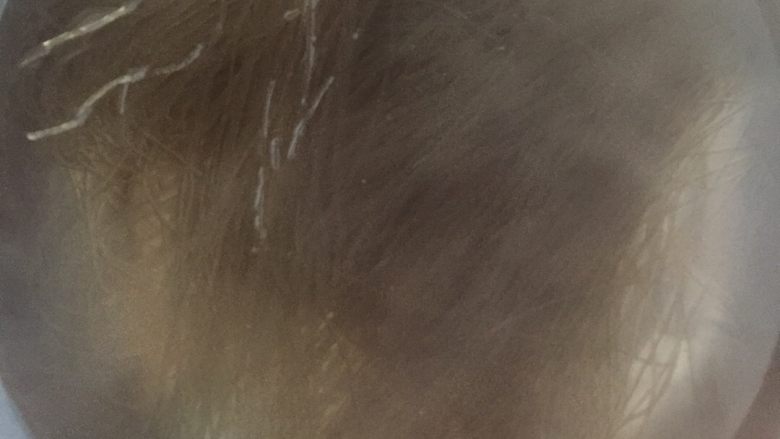 蚂蚁上树,细<a style='color:red;display:inline-block;' href='/shicai/ 525'>粉条</a>用热水泡开！