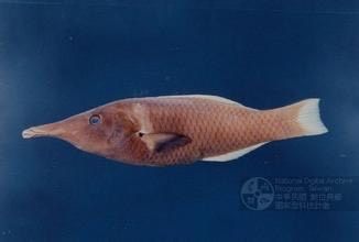 ࿐⋆ ˃̵͙˂̵͙⍣ᐖ尖͙嘴͙魚͙蒸͙餃͙ᐛ⍣˃̵͙˂̵͙ ⋆࿐࿒,对比图呵呵,有几分相似 有木有...(,,•₃•,,)...