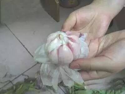 糖蒜,1、把皮剥掉,露出蒜瓣。