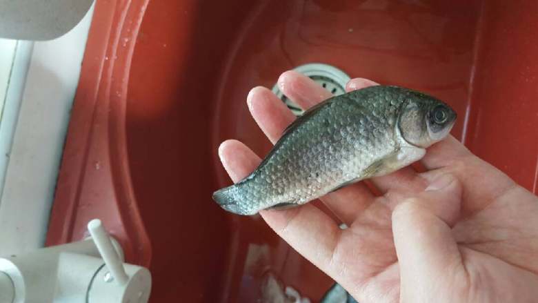 鲫鱼豆腐汤,鱼内脏洗净,不要去鳞