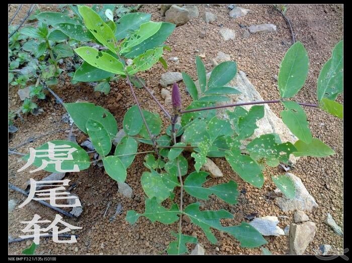(虎尾轮)草根炖鸡汤,先让大家认识一下虎尾轮长啥样😊🌱。
