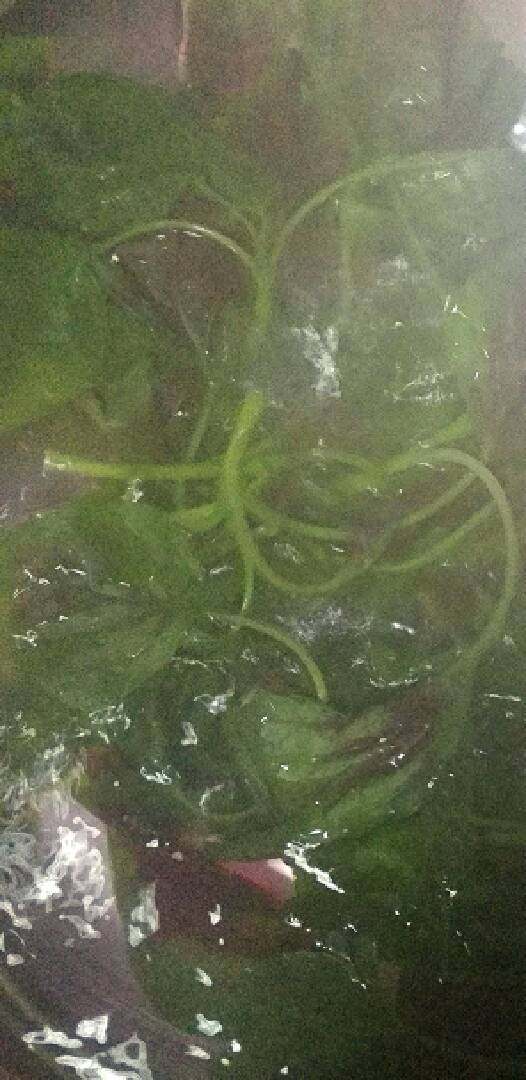 超萌小草莓饭团+#有个故事#,苋菜用少许水上锅焯软。