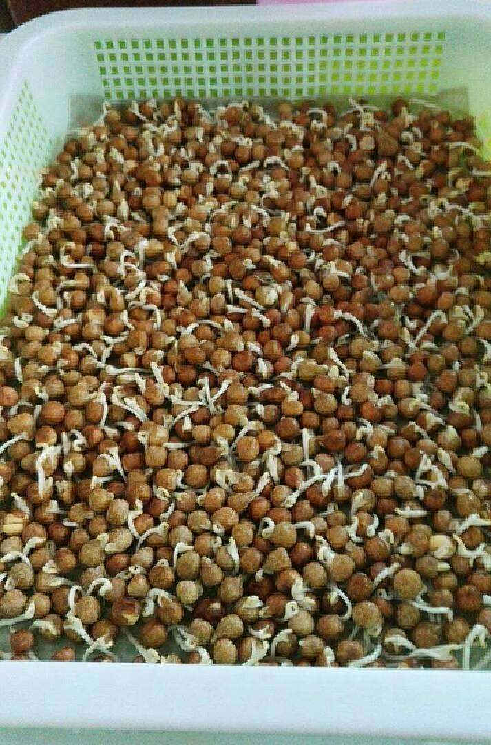 芽苗菜~豌豆苗,先泡豆,待豌豆发胀,胚芽发育并钻出,移入塑料育苗盘。