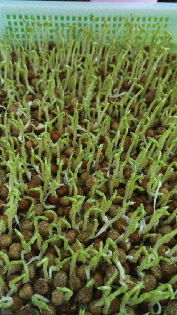 芽苗菜~豌豆苗,豌豆苗初期要少光。