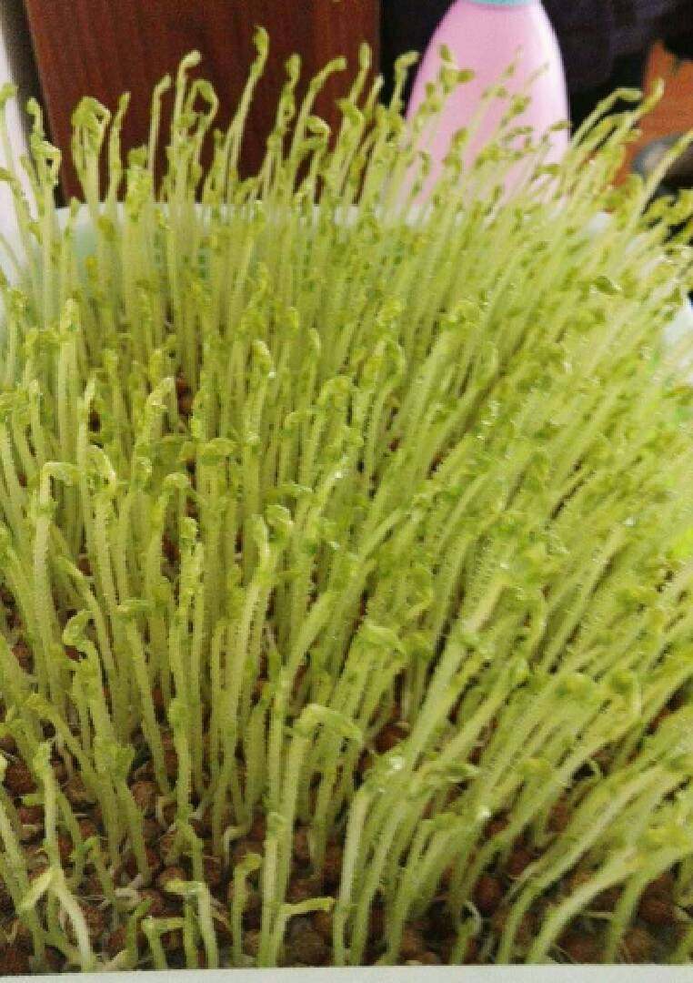 芽苗菜~豌豆苗,需要见光了