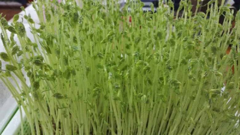 芽苗菜~豌豆苗,豌豆苗长到15cm左右,就可以采摘食用