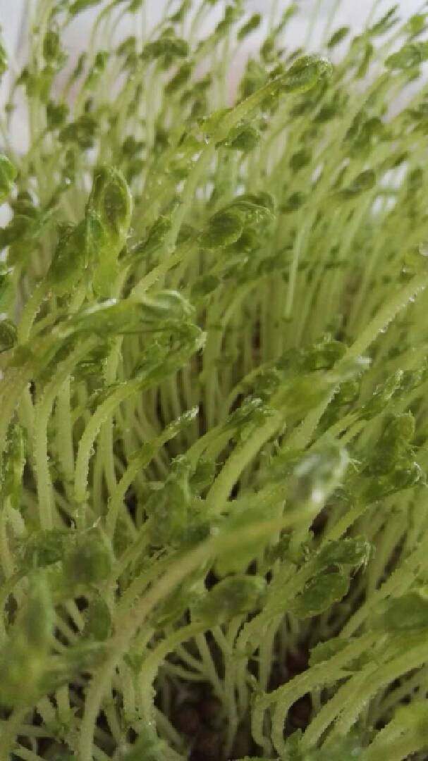 芽苗菜~豌豆苗,长疯了😄