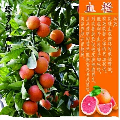 血橙椪柑水果拼盘,椪柑剥皮分瓣