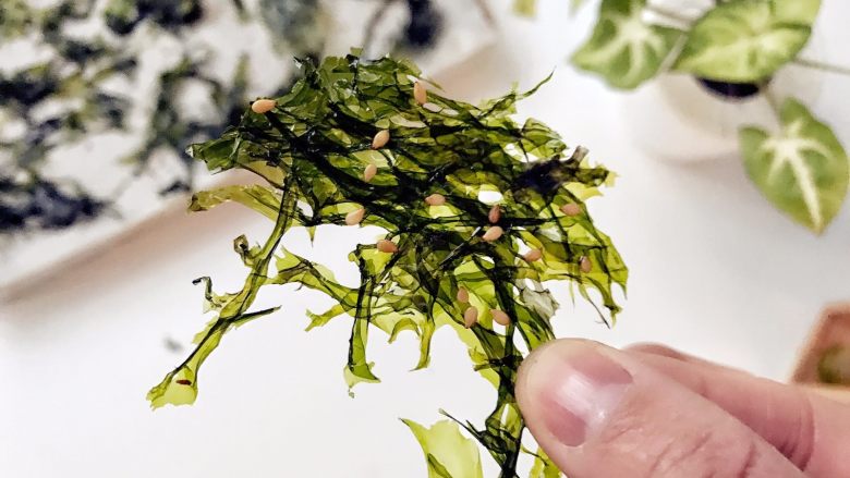 宝宝辅食：自制海苔