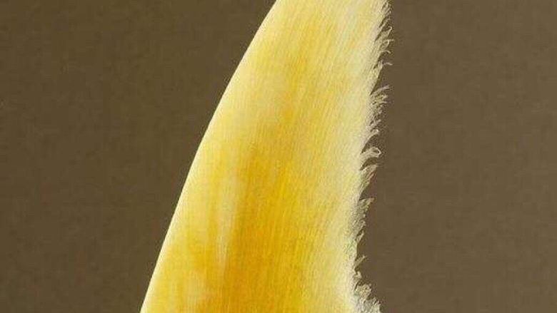 牙捡翅泡发过程