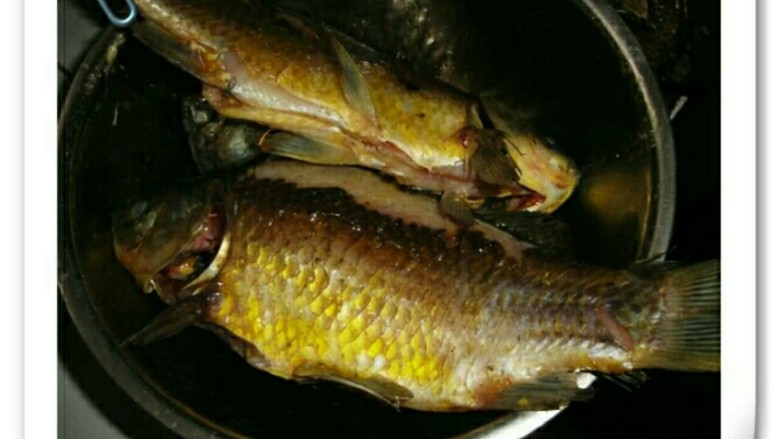 泡菜鲫鱼,炸好的鱼捞出备用