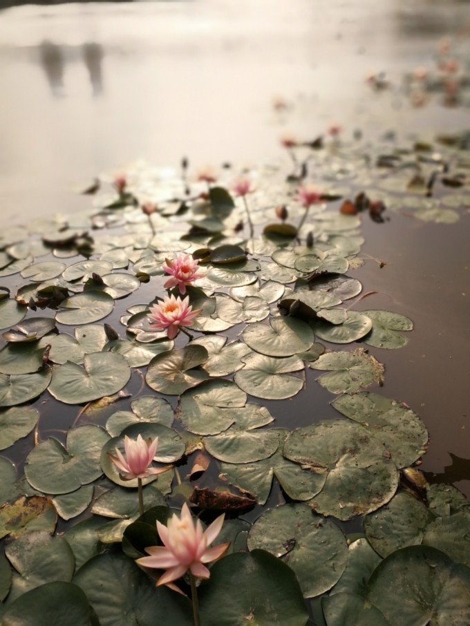 粉藕龙骨汤,好想给你们看看莲花池