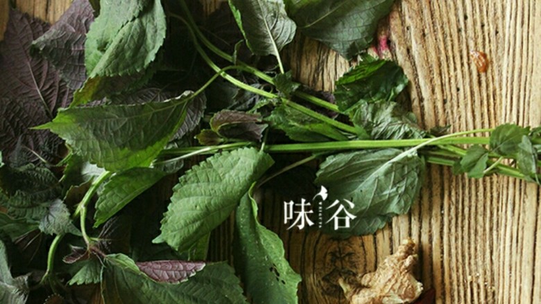紫苏炒青口,<a style='color:red;display:inline-block;' href='/shicai/ 3374'>紫苏</a>是一个常见野菜,在广东,市场上<a style='color:red;display:inline-block;' href='/shicai/ 3374'>紫苏</a>随处可见。<a style='color:red;display:inline-block;' href='/shicai/ 3374'>紫苏</a>的味香,刚进嘴有一种沁心的感觉,有挥发的感觉,和薄菏的味道有点相似。感觉舒服心旷神怡美极了。用新鲜采摘的<a style='color:red;display:inline-block;' href='/shicai/ 3374'>紫苏</a>叶作为吃鱼虾时的配料确实很好,不仅去腥更能体现出<a style='color:red;display:inline-block;' href='/shicai/ 3374'>紫苏</a>原有的香气。