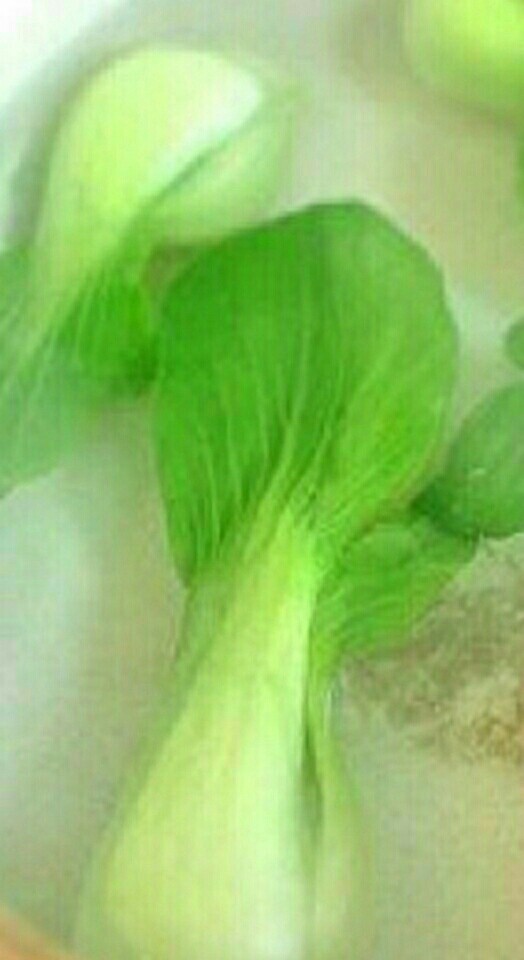 肉酿香菇,5.青菜焯水,放在蒸好的香菇周围。