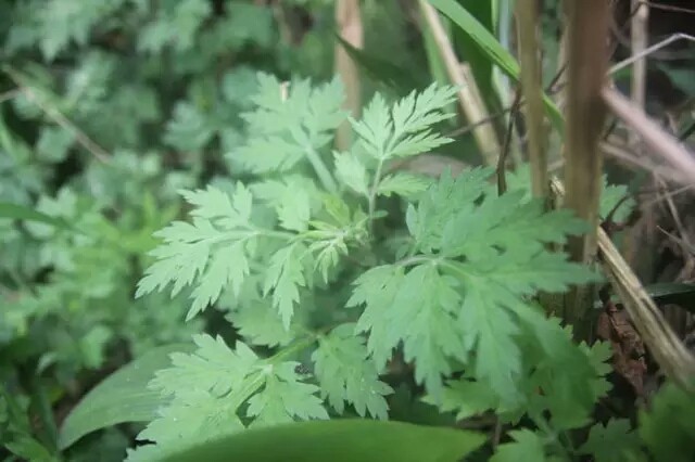 艾草煎鸡蛋,挑选荒野生长的艾草