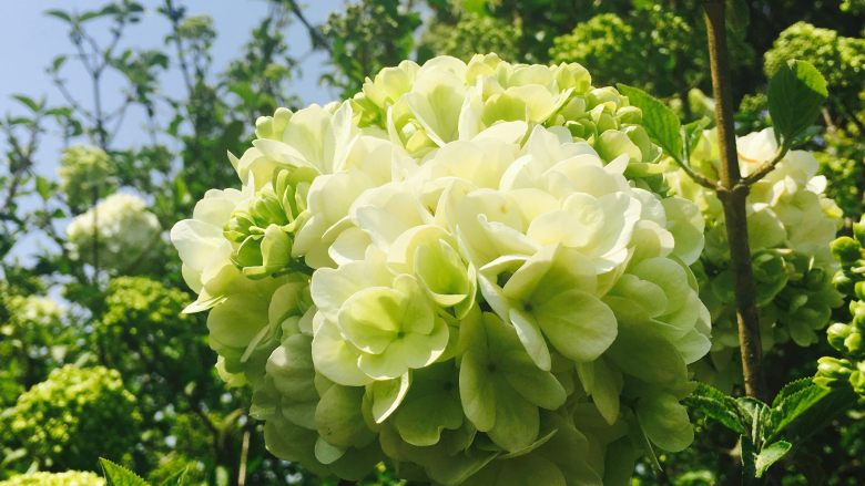花菜笋块烧肉圆,路边随手拍,感觉和花菜很像。