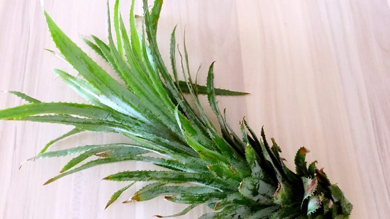 迷你小菠萝,准备好菠萝叶(没有菠萝叶就用菠菜汁和面做叶子)