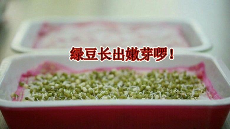 发绿豆芽,表面盖上一个盖子,做遮光用。