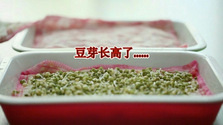 发绿豆芽,第二天揭开棉布,看绿豆长出嫩芽喽。