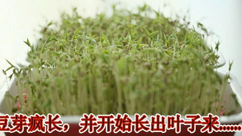 发绿豆芽,将布小心的再盖上去,早、中、晚用豆芽各洒一次。