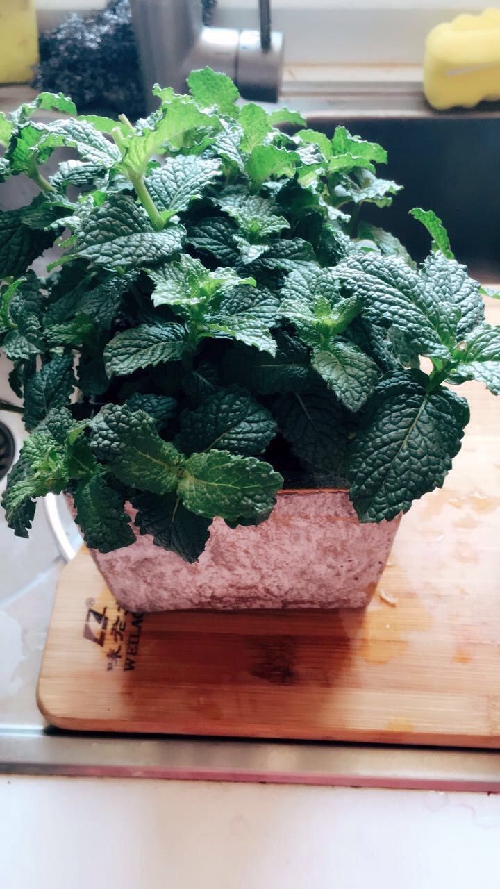 早餐一杯双柠冻 元气满满去上班,准备好薄荷叶备用。我是自己家种的薄荷,网上也可以有包装卖的。