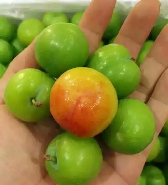 盐水李,把摘下的李子洗干净