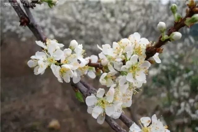 盐水李,李子花