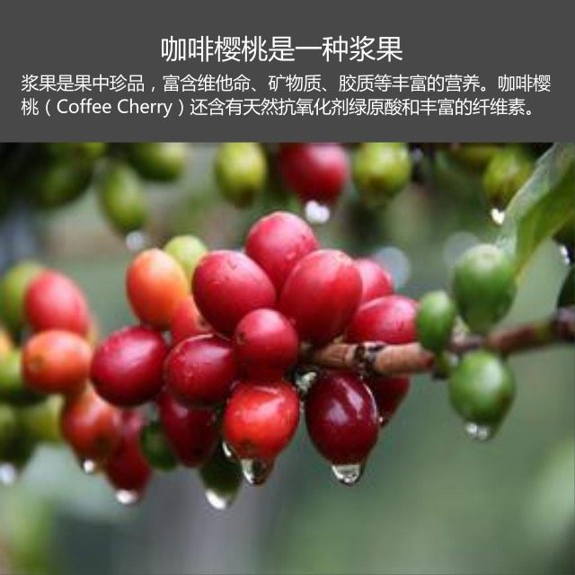 原创 | 咖啡樱桃🍒浆果纸杯蛋糕,先来看下诱人的咖啡樱桃🍒