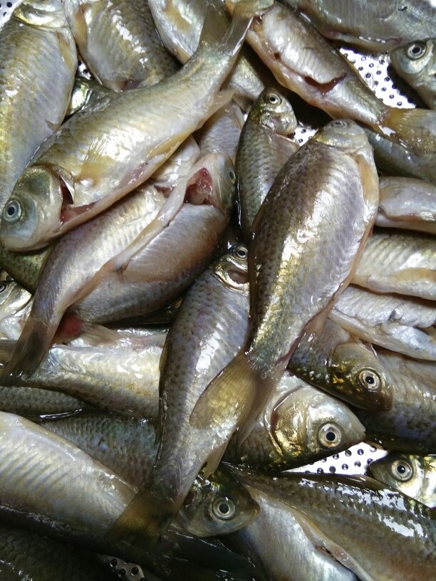 美味香脆鱼,把小鱼去掉鱼鳞和肚子里面的脏东西,用适量的食盐腌一会,把它放在漏盆里面把水滴干。