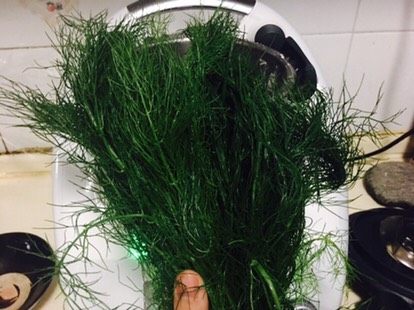 小茴香饺子,这是买来的小茴香,我是第一次在菜场看见,立马买下。水里煮一下,用刀随意切一小段一小段。