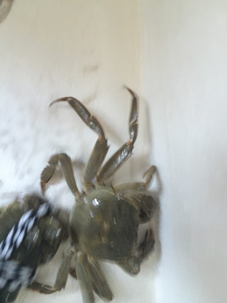 螃蟹螃蟹+#人民的美食#,4. 解开绳子之后发现那叫一个活跃,吓死宝宝了。哈哈,但是为了美味还要徒手抓蟹。左手用拇指和食指抓住螃蟹盖的两侧,把蟹肚子翻过来,右手用牙刷把螃蟹所有腿刷干净