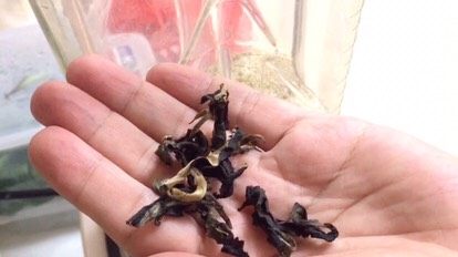 客家擂茶·精品素菜,放点茶叶