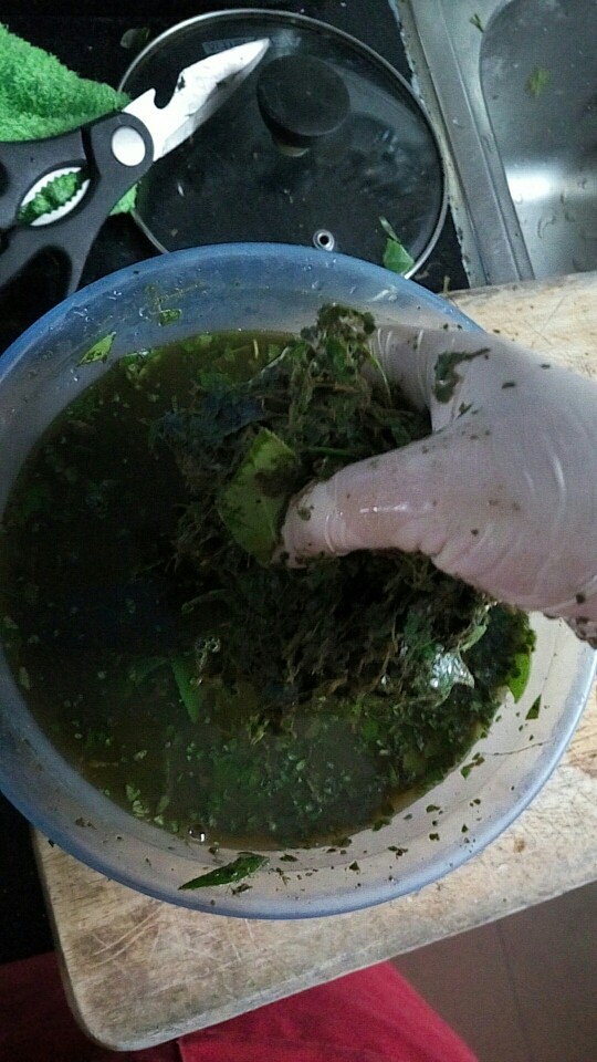 乌饭,料理机打碎,放点水,刚漫过打碎的叶子即可