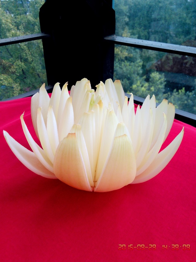 洋葱莲花,白莲花